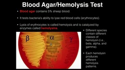 Microbiology: Hemolysis/Blood Agar Instructional Video