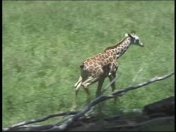 Exploring the African Savanna Instructional Video