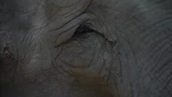 Mara the elephant to leave concrete jungle News Clip