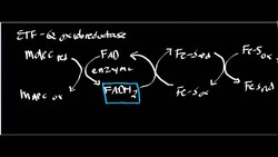 Electron Transferring Flavoprotein Ubiquinone Oxidoreductase Instructional Video