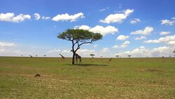 group of giraffes in savannah at africa Stock Footage
