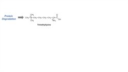 Carnitine Biosynthesis Pathway Instructional Video