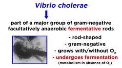 Cholera Vibrio cholerae O1 and O139 Instructional Video
