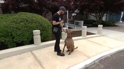 Paws & Pals: 8-year-old lab mix up for adoption at Port Jefferson’s Save-A-Pet News Clip