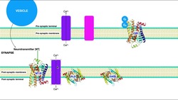 Endocannabinoids [Part 2] | Major Mechanism of Action Instructional Video