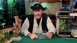 9 Cool Facts & Care Tips for Red Claw Scorpions Instructional Video