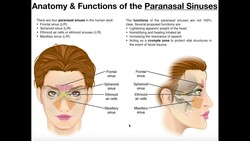 Anatomy and Functions of the Paranasal Sinuses Instructional Video