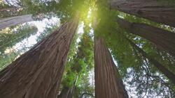 Explore Redwood's Sky-High Canopy with Stunning Drone Views Stock Footage