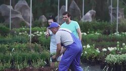 Tall gardener shows flower to customers in the garden Stock Footage
