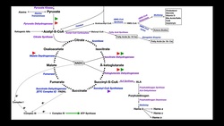 Overview of Metabolism [Part 3] | Acetyl-CoA & Anaplerotic Reactions Instructional Video