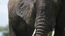 Close up of elephant head eating. Stock Footage