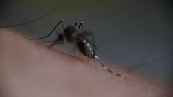 Close-up of a mosquito sucking blood on human skin, Mosquito is carrier of Malaria/ Encephalitis/ Dengue, Macro shot Stock Footage