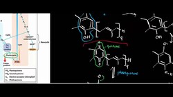 Plastocyanin, Ferredoxin, and Ferredoxin NADP+ Oxidoreductase (Photosynthesis Part 5) Instructional Video