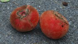 Discovering the Velvet Apple: A Taste of the Philippines Instructional Video