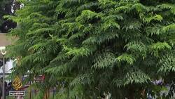 Israeli violence against Palestinian children highlighted by new UN report on rights violations News Clip