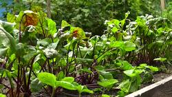 Young beetroots in vegetable intercropping cultivation. Eco-friendly backyard garden, vegetable garden. Young bushes of beets, garden. Stock Footage