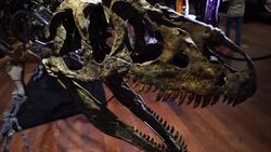 CLEAN : Rare allosaurus skeleton, "grandfather" of the T-Rex, to go under the hammer in Paris News Clip
