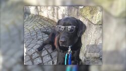 A Therapy Dog is Providing Comfort to Children at Randall Childrens Hospital Instructional Video