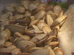 Simple Animals: Introduction Instructional Video