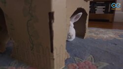 Hope The Bunny Is Living "Hoppily" Ever After... #RESCUE Instructional Video