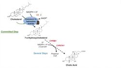 Bile Acid Synthesis | Classic and Alternative Pathways | Primary and Secondary Bile Acids Instructional Video