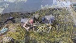 Ecologists test stability of Maine ecosystem over two decades - Science Nation Instructional Video