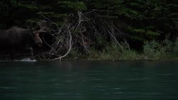Glacier National Park - Moose (Accessible Version) Instructional Video