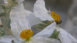 Crab Spider on white poppy Stock Footage