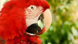 Close up of Red Amazon Scarlet Macaw parrot or Ara macao, in tropical jungle forest. Wildlife Colorful selective focus portrait of bird with vibrant feathers from exotic nature. Stock Footage