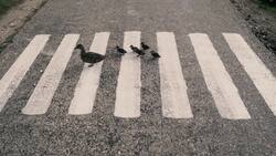 Darwin's Finches: Unraveling the Mysteries of Evolution Instructional Video