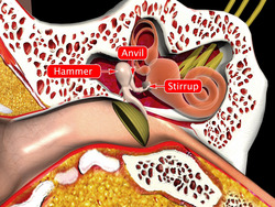 Human Ear and Range of Hearing Instructional Video