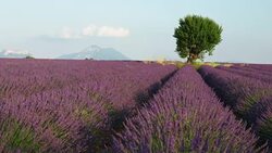 France Provence Valensole region Tree and Lavender field Stock Footage