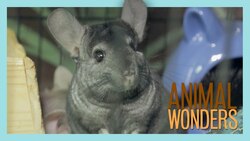 Chinchilla Saga Finale - Friends Instructional Video