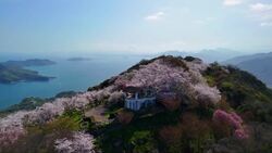 Japan's Cherry Blossom Landscapes by Drone Instructional Video