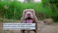 The Complexities Of Owning An XL Bully News Clip