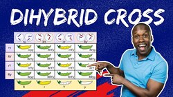 Master Dihybrid Crosses: The Step-by-Step Guide to Punnett Squares & Genetic Ratios Instructional Video