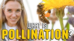 What is pollination? | Plants for kids | Beekeeping with Maddie Instructional Video
