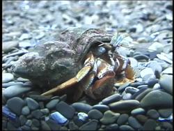 Water: Ocean Life Instructional Video