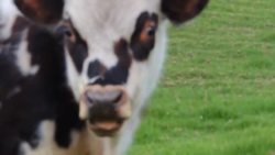 Cows! Learning about Cows for Kids Instructional Video