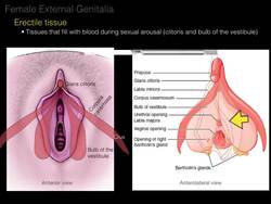 02.Female Repro System. Perineum Instructional Video