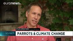 Ringneck parrot wings could be an indicator of climate change News Clip