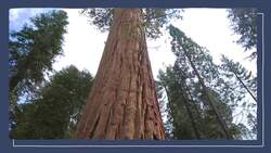 Living vs. Nonliving Things 2 Instructional Video