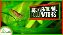 Crabs, Cockroaches, and 3 Other Pollinators That Aren't Bees Instructional Video
