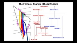 The Sartorius | Structure, Origin, Insertion, Action, and Innervation Instructional Video