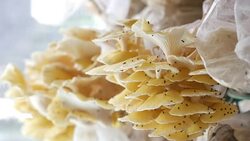 Oyster mushroom or Pleurotus ostreatus mushroom for healthy food Stock Footage