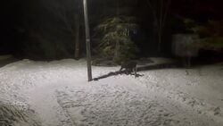 Why is this moose walking in circles? Expert weighs in News Clip