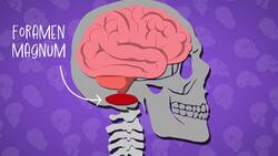 I WONDER - Why Do We Have Holes In Our Skulls? Instructional Video