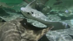 The East End: Long Island Aquarium in Riverhead News Clip