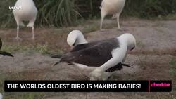 The Worlds Oldest Bird is Making Babies! News Clip