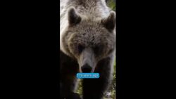 Bears on the Rise - Germany's Bruno Instructional Video